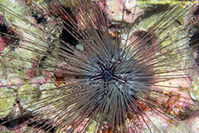 sea urchin